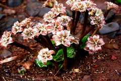 Cryptocoryne cognata